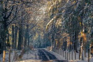 Een winterse bosweg, bekleed met sneeuw en omringd door bomen. Net als deze weg je kan leiden naar mooie ontdekkingen, helpt &ldquo;LinkedIn Bouw een Professioneel Netwerk in België&rdquo; je om verbindingen te maken en je carrière te ontwikkelen.