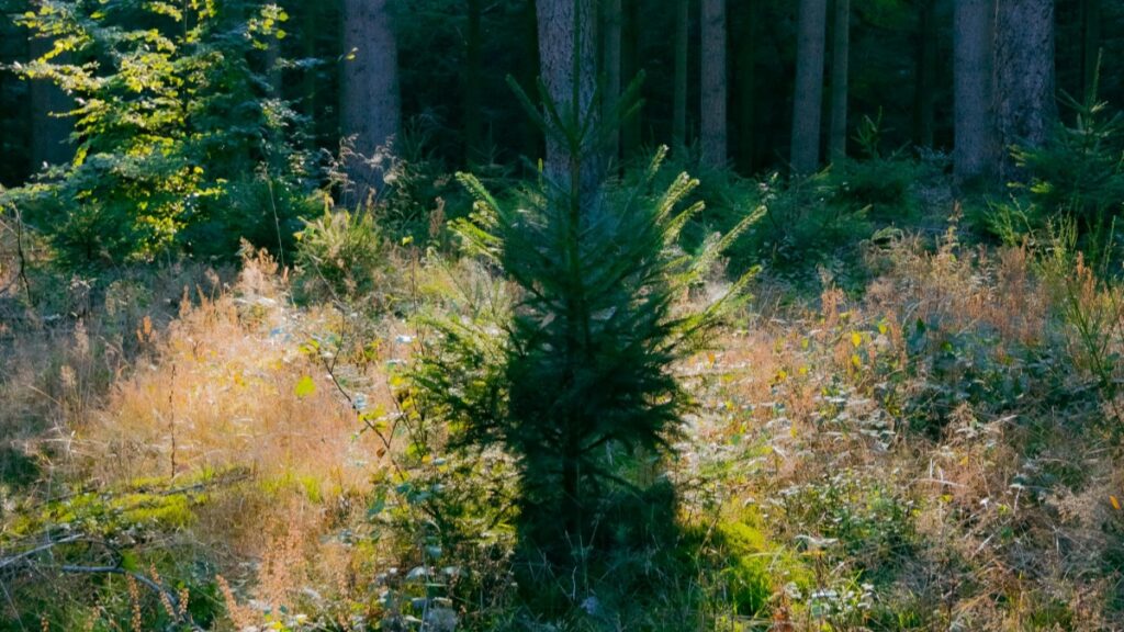 Een jonge conifer groeit in het wildgroeiende bos."Geld Verdienen op Bigo Live:Een Complete Gids"helpt contentmakers om succesvol te zijn op de platform.