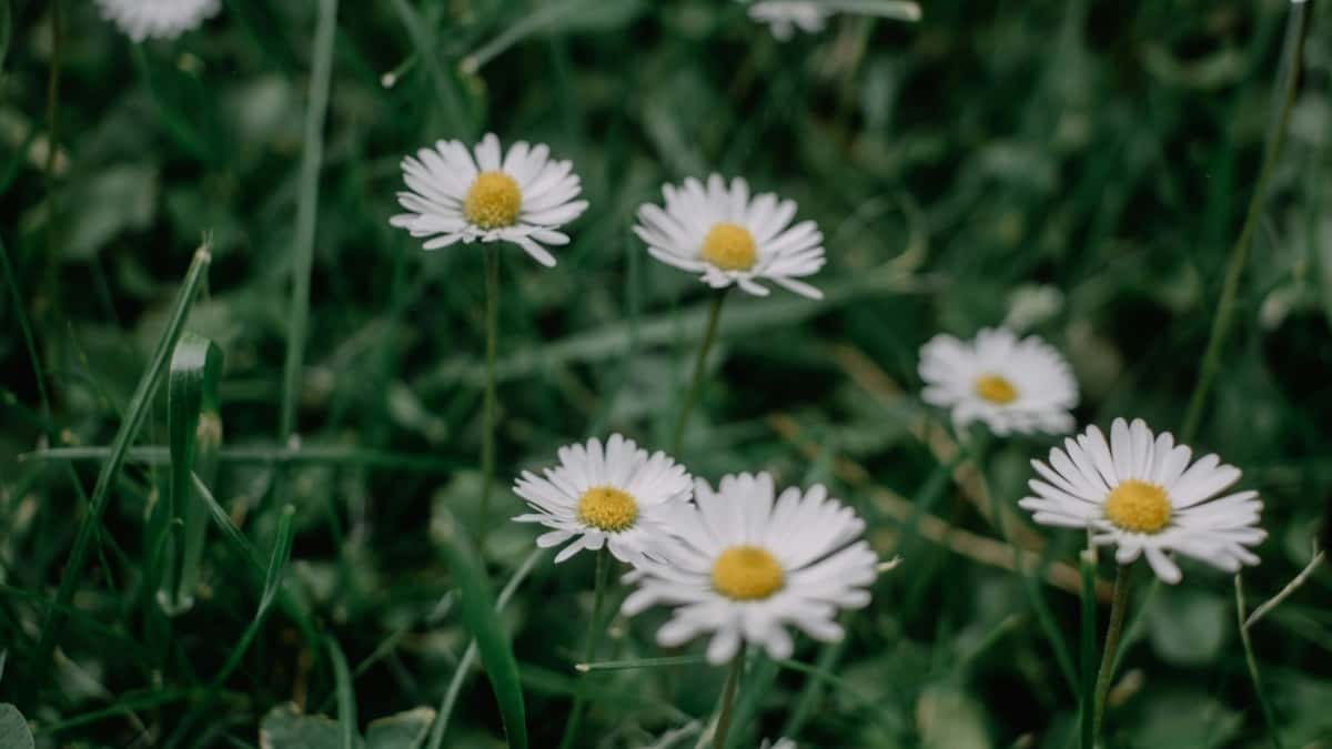 Hoe Instagram influencers uit Belgium samenwerken met merken in Canada