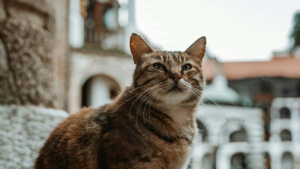 Concrete tactieken voor Belgische creators om Litouwse merken via Hulu te benaderen en live demos te organiseren outreach-scripts, platformkeuzes en samenwerkingstips.