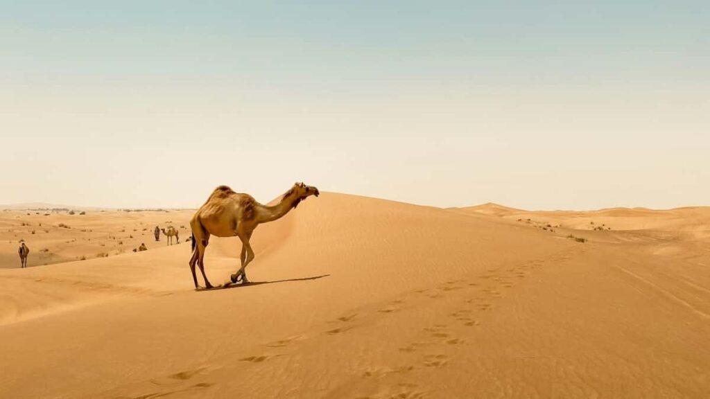 Praktische gids voor Belgische merken: hoe je in de Verenigde Arabische Emiraten KakaoTalk-creators vindt en inzet voor co-branded product drops.
