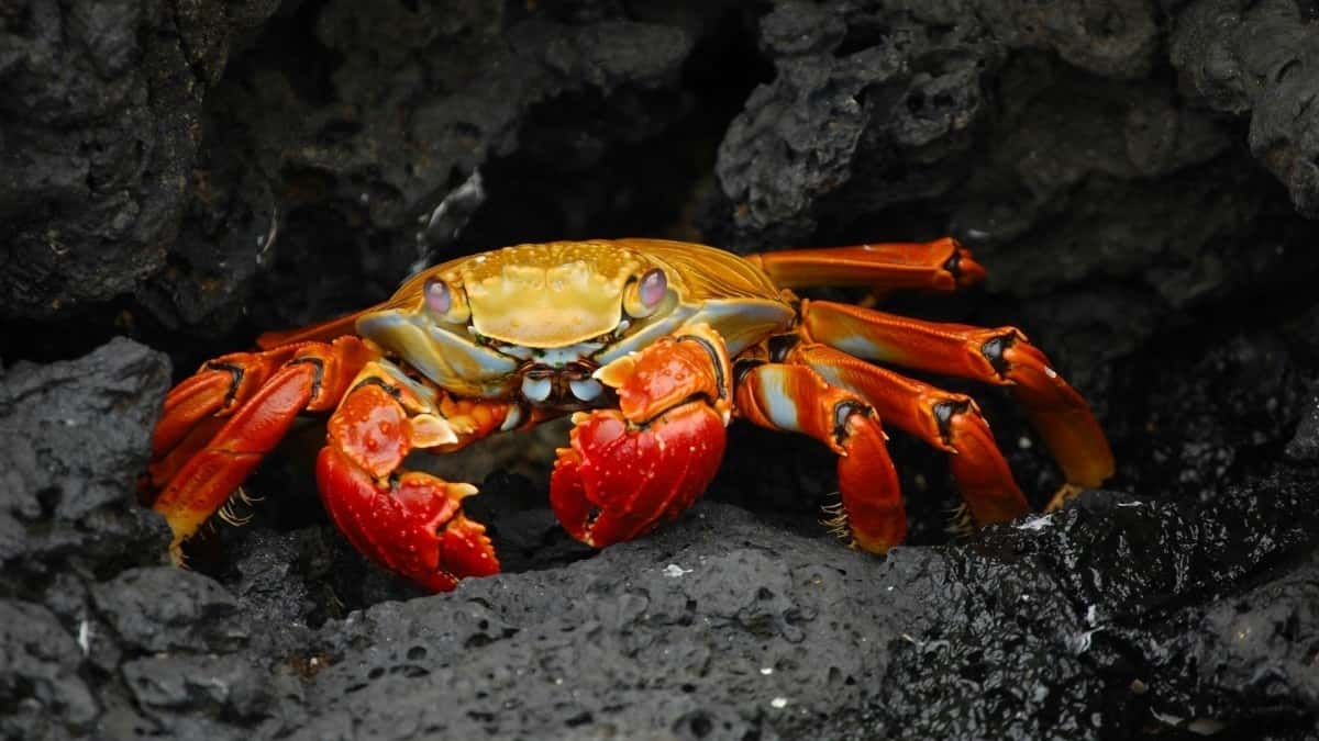 Creëer UGC-kansen met Iraakse merken op Takatak: Zo pak je het aan!