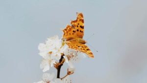 Praktische gids voor Belgische creators: hoe je Marokkaanse merken op Pinterest benadert, testimonial-videos verkoopt en samenwerkingen sluit inclusief outreach-scripts en contentflow.