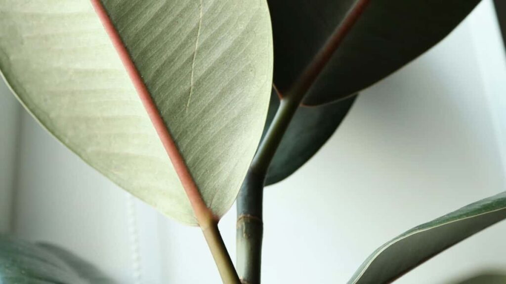 Praktische gids voor Belgische creators: hoe je Dominicaanse merken via WhatsApp bereikt om outfits te stylen, met concrete stappen, privacytips en voorbeelden.