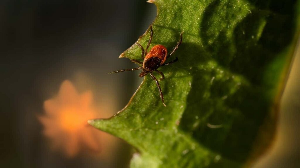 Praktische gids voor Belgische creators: hoe je Finse merken via Line benadert om eventcoverage met sponsor-tags te delen stappen, pitchtemplate en lokale tips.