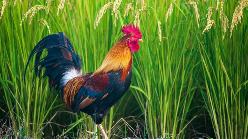 Praktische gids voor Belgische creators: hoe je Nederlandse merken via WeChat benadert om samenwerkingen te sluiten en emerging artists in de spotlight te zetten.