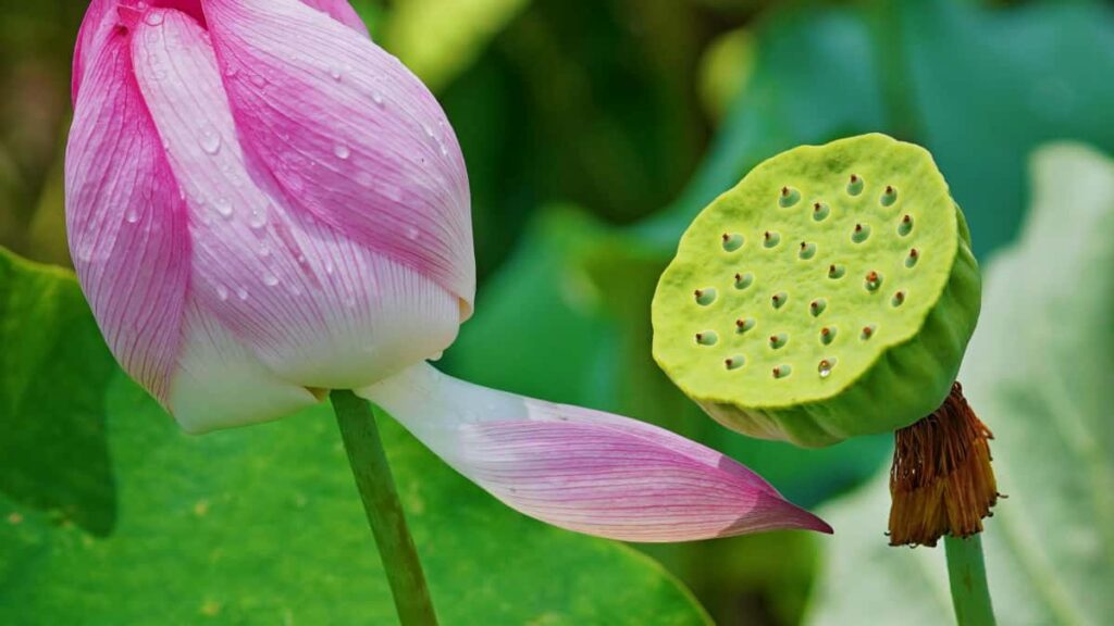 Praktische gids voor Belgische adverteerders: hoe je Tsjechische Takatak-creators vindt, shortlist bouwt en snel marktvraag test zonder tijd te verliezen.