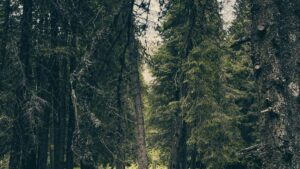 Praktische gids voor Belgische creators: hoe je Mongoolse merken op Instagram target om inschrijvingen voor online cursussen te verhogen strategies, content, outreach.